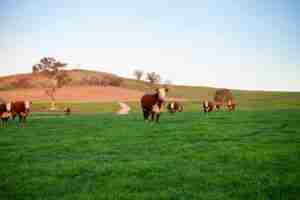Wirruna Poll Herefords Cattle