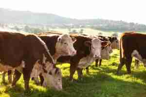 Wirruna Poll Herefords Cattle