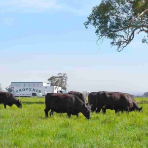 Free Range Grass Fed Cattle